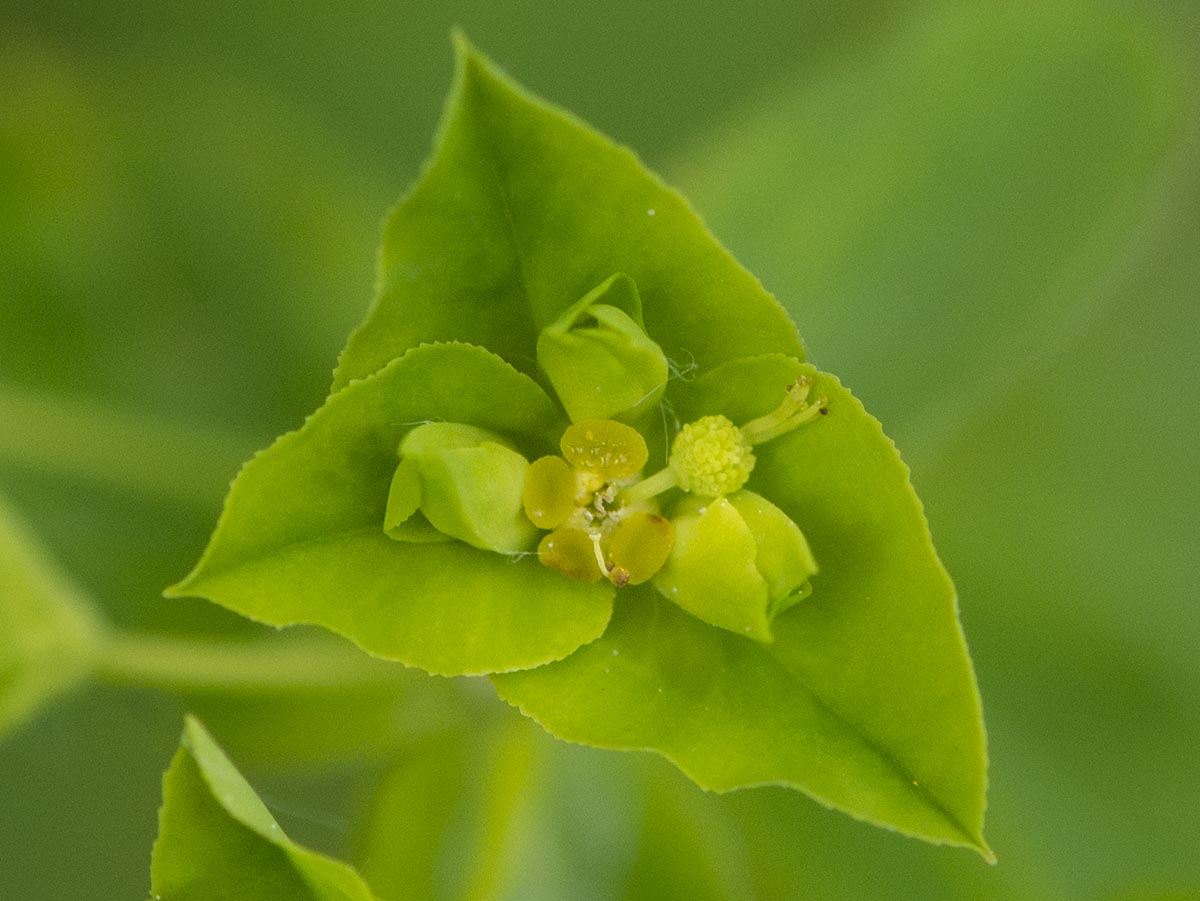 Blüte